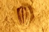 Parabathycheilus gallicus (dean, 1965) floian, ordovician fezouata Fmt Zagora, Morocco