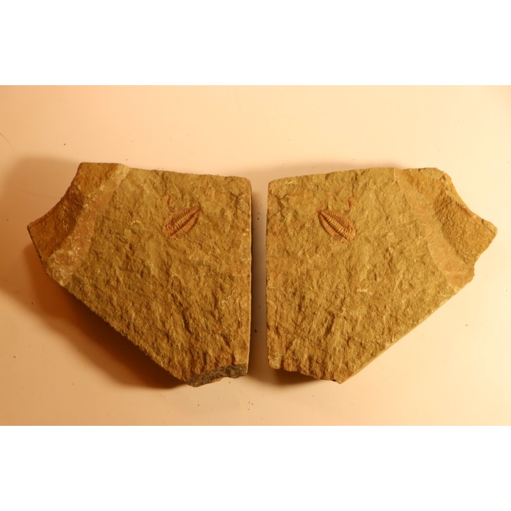 Ormathops clariondi (Destombe, 1972)  floian, ordovician  fezouata Fmt  Zagora, Morocco