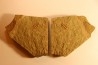 Ormathops clariondi (Destombe, 1972)  floian, ordovician  fezouata Fmt  Zagora, Morocco