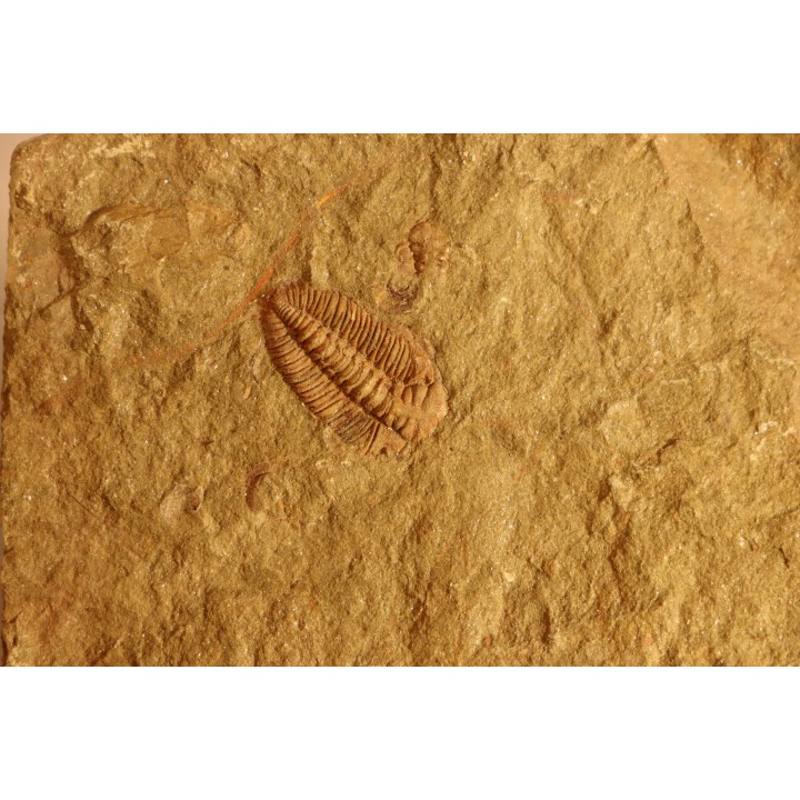 Ormathops clariondi (Destombe, 1972)  floien, ordovicien  fezouata Fmt  Zagora, Maroc