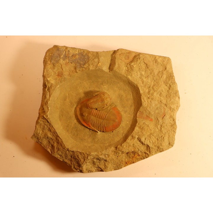 Asaphellus - Euloma sp.  ordovician , Morocco