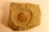 Asaphellus Euloma sp. - floien, ordovicien - fezouata Fmt - Zagora, Maroc