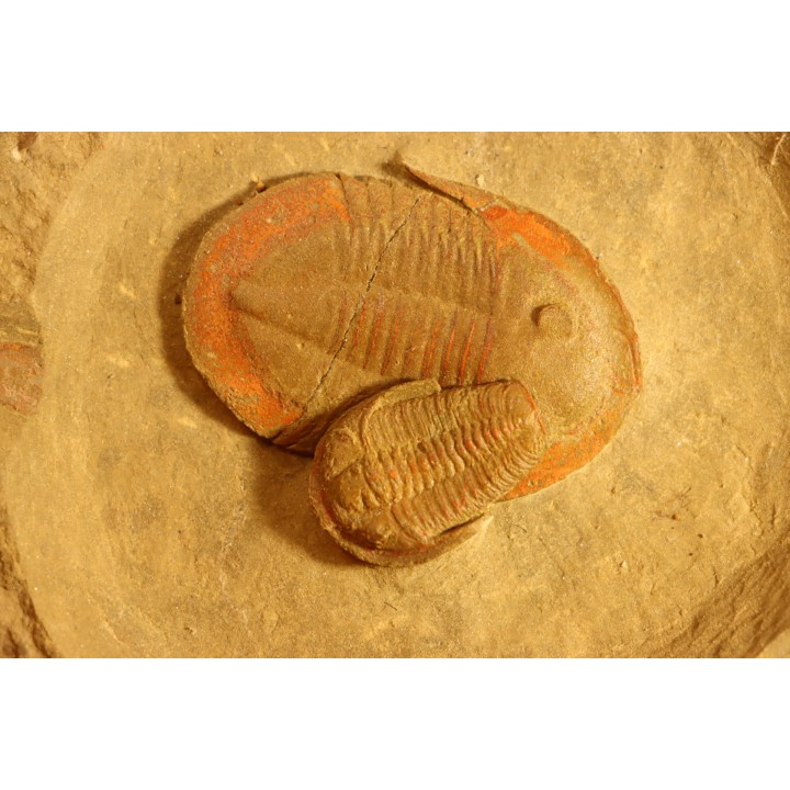 Asaphellus - Euloma sp.  ordovician , Morocco