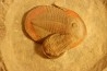 Asaphellus Euloma sp. - floien, ordovicien - fezouata Fmt - Zagora, Maroc