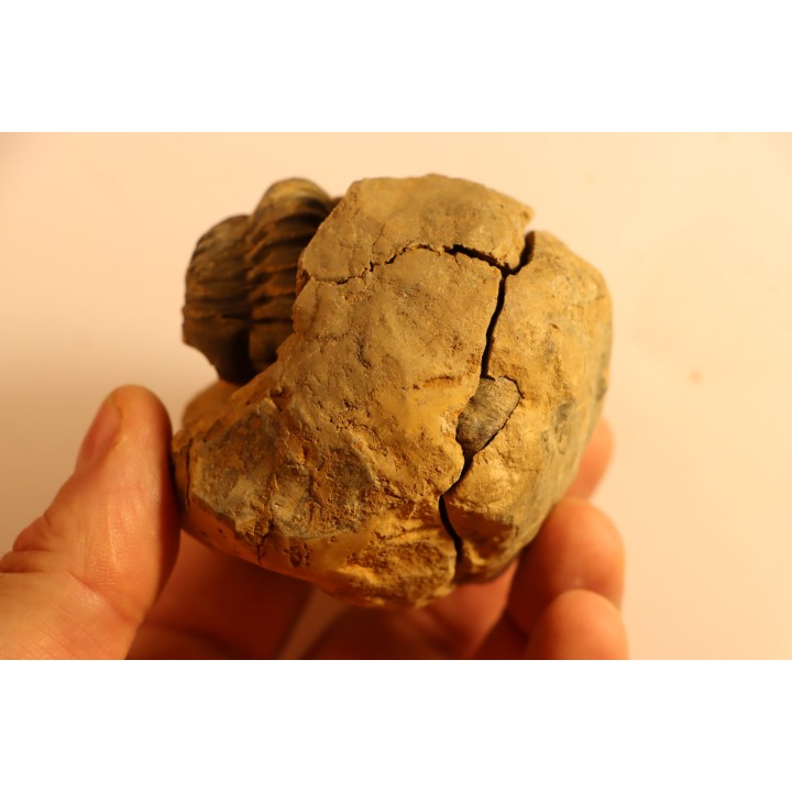 2 Flexicalymene ouzregui - Katien sup. - Jbel Tiskaouine, MAROC