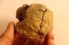2 Flexicalymene ouzregui - Katien sup. - Jbel Tiskaouine, MAROC