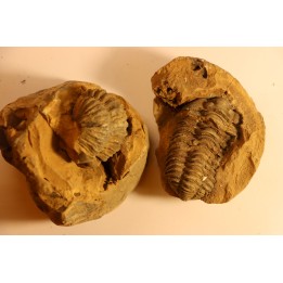 2 Flexicalymene ouzregui - Katien sup. - Jbel Tiskaouine, MAROC