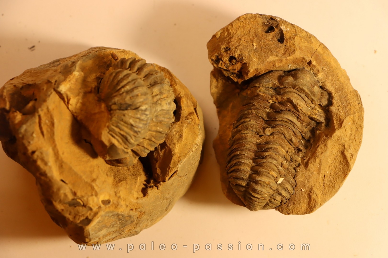 Flexicalymene ouzregui - Katian - ordovician - Jbel Tiskaouine, MOROCCO