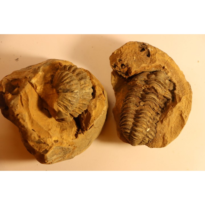 Flexicalymene ouzregui - Katian - ordovician - Jbel Tiskaouine, MOROCCO