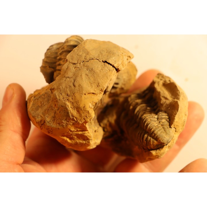 2 Flexicalymene ouzregui - Katien sup. - Jbel Tiskaouine, MAROC