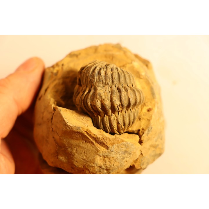 Flexicalymene ouzregui - Katian - ordovician - Jbel Tiskaouine, MOROCCO