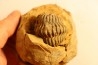 Flexicalymene ouzregui - Katian - ordovician - Jbel Tiskaouine, MOROCCO