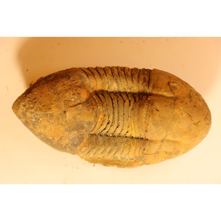 Caudillaenus nicolasi - Darrriwilian - Taddrist Fmt - Battou, Alnif, - MOROCCO