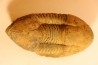 Caudillaenus nicolasi - Darrriwilian - Taddrist Fmt - Battou, Alnif, - MOROCCO
