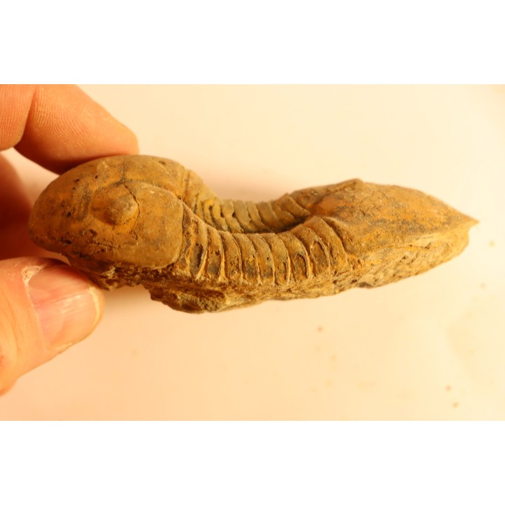 Caudillaenus nicolasi - Darrriwilien - Taddrist  Fmt - Battou, Alnif, MAROC