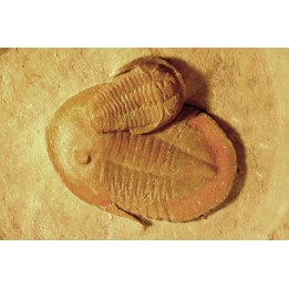 Asaphellus  Euloma sp. - floien, ordovicien - fezouata Fmt - Zagora, Maroc
