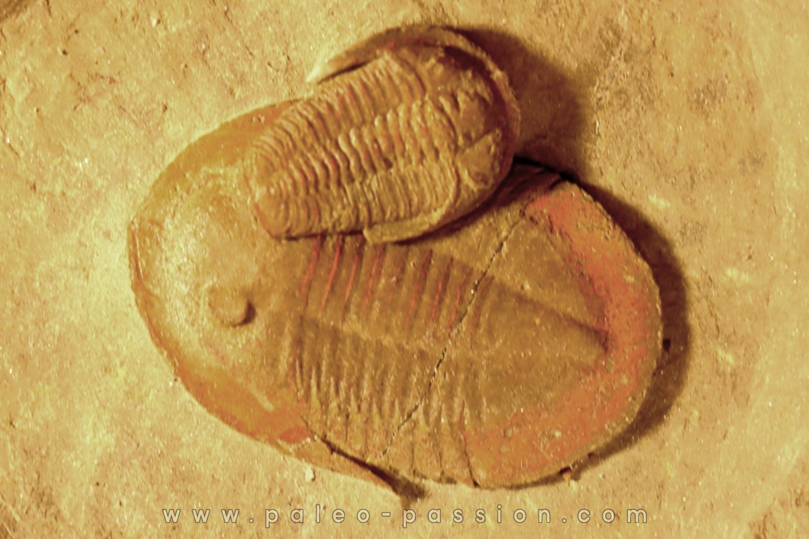 Asaphellus Euloma sp. - floien, ordovicien - fezouata Fmt - Zagora, Maroc