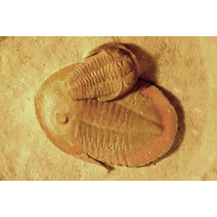 Asaphellus - Euloma sp.  ordovician , Morocco