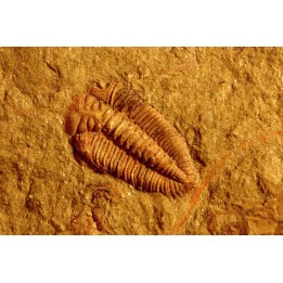Ormathops clariondi (Destombe, 1972)  floian, ordovician  fezouata Fmt  Zagora, Morocco