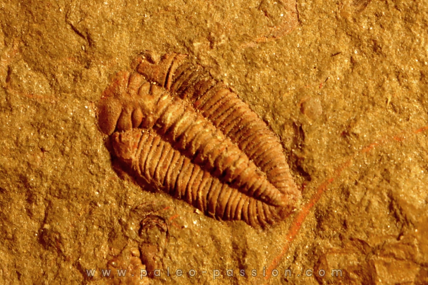 Ormathops clariondi (Destombe, 1972) floien, ordovicien fezouata Fmt Zagora, Maroc
