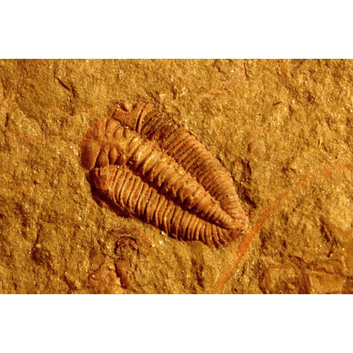 Ormathops clariondi (Destombe, 1972)  floian, ordovician  fezouata Fmt  Zagora, Morocco