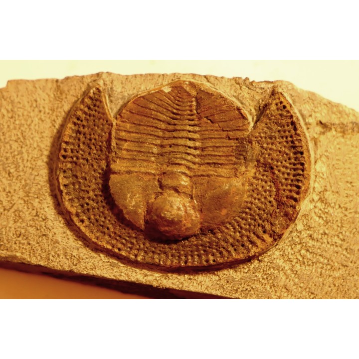 BLIND TRILOBITE: Declivolithus titan - ordovician - Ktaoua Fmt - Jbel Tijarfaiouine, MOROCCO