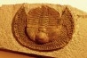 BLIND TRILOBITE: Declivolithus titan - ordovician - Ktaoua Fmt - Jbel Tijarfaiouine, MOROCCO