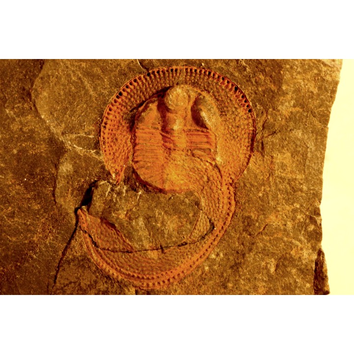 Trilobite aveugle: Declivolithus titan - ordovicien – Jbel Tijarfaiouine, MAROC