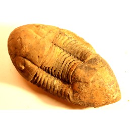 Caudillaenus nicolasi - Darrriwilian - Taddrist Fmt - Battou, Alnif, - MOROCCO