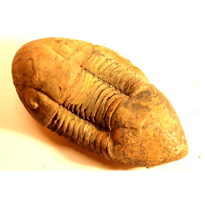Caudillaenus nicolasi - Darrriwilian - Taddrist Fmt - Battou, Alnif, - MOROCCO