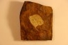 GINKGO ADIANTOIDES - Paleocene - Sentinel Butte Fmt - Morton County, North Dakota - USA