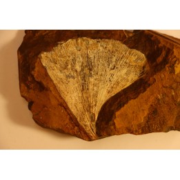 GINKGO ADIANTOIDES - Paleocene - Sentinel Butte Fmt - Morton County, North Dakota - USA