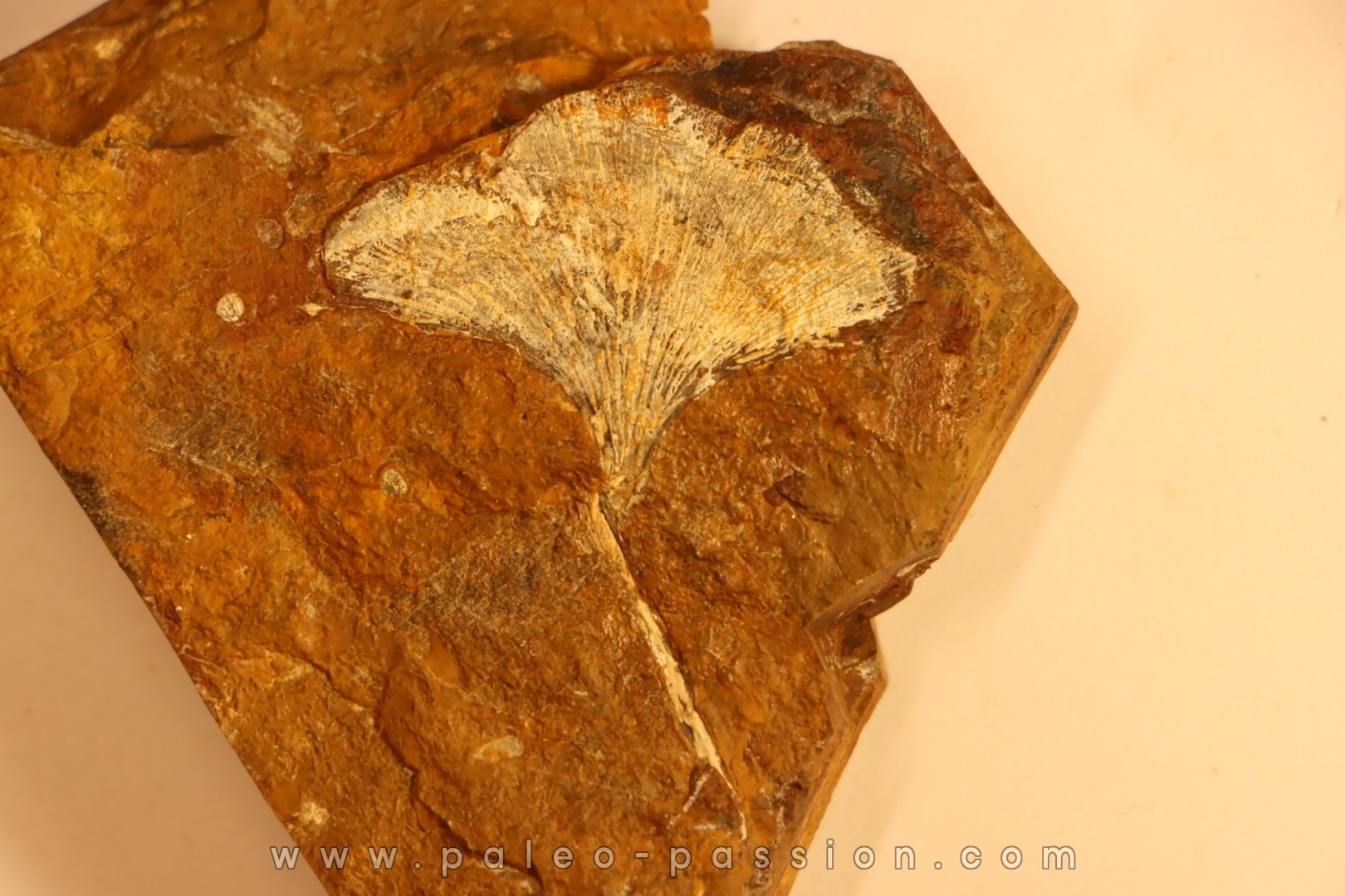 GINKGO ADIANTOIDES - Paleocene - Sentinel Butte Fmt - Morton County, North Dakota - USA