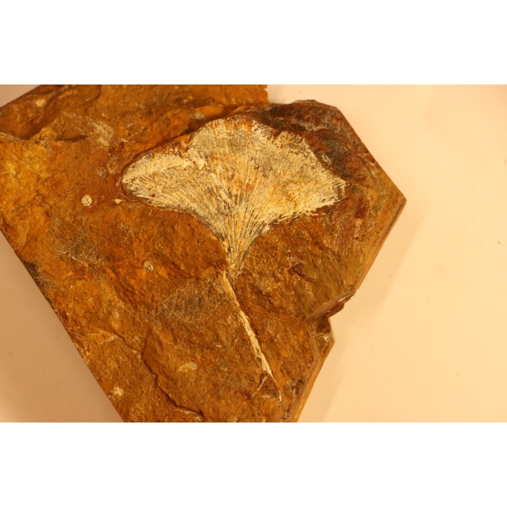 GINKGO ADIANTOIDES - Paleocene - Sentinel Butte Fmt - Morton County, North Dakota - USA