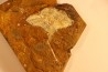 GINKGO ADIANTOIDES - Paleocene - Sentinel Butte Fmt - Morton County, North Dakota - USA