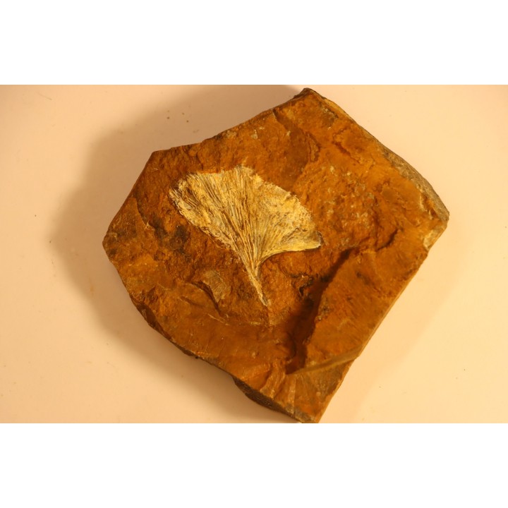GINKGO ADIANTOIDES - Paleocene - Sentinel Butte Fmt - Morton County, North Dakota - USA
