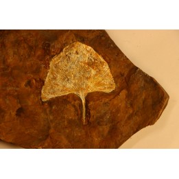 GINKGO ADIANTOIDES - Paleocene - Sentinel Butte Fmt - Morton County, North Dakota - USA