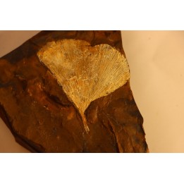 GINKGO ADIANTOIDES - Paleocene - Sentinel Butte Fmt - Morton County, North Dakota - USA