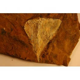 GINKGO ADIANTOIDES - Paleocene - Sentinel Butte Fmt - Morton County, North Dakota - USA