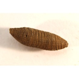fly insect larva casing - hell creek fmt - Upper cretaceous - Dawson county, Montana - USA
