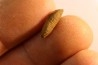 fly insect larva casing - hell creek fmt - Upper cretaceous - Dawson county, Montana - USA