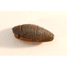 fly insect larva casing - hell creek fmt - Upper cretaceous - Dawson county, Montana - USA
