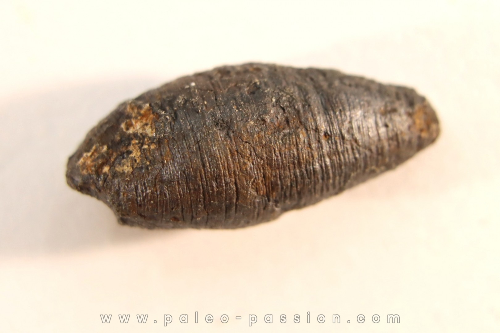 fly insect larva casing - hell creek fmt - Upper cretaceous - Dawson county, Montana - USA