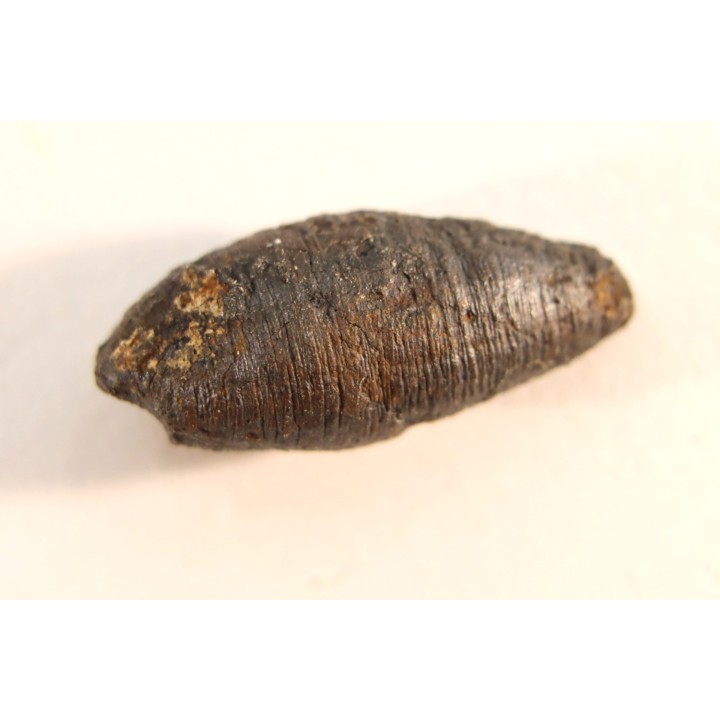 fly insect larva casing - hell creek fmt - Upper cretaceous - Dawson county, Montana - USA