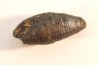 fly insect larva casing - hell creek fmt - Upper cretaceous - Dawson county, Montana - USA
