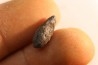 fly insect larva casing - hell creek fmt - Upper cretaceous - Dawson county, Montana - USA