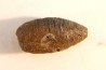 fly insect larva casing - hell creek fmt - Upper cretaceous - Dawson county, Montana - USA