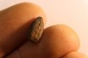 fly insect larva casing - hell creek fmt - Upper cretaceous - Dawson county, Montana - USA