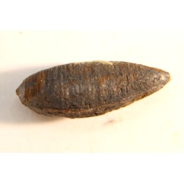 fly insect larva casing - hell creek fmt - Upper cretaceous - Dawson county, Montana - USA