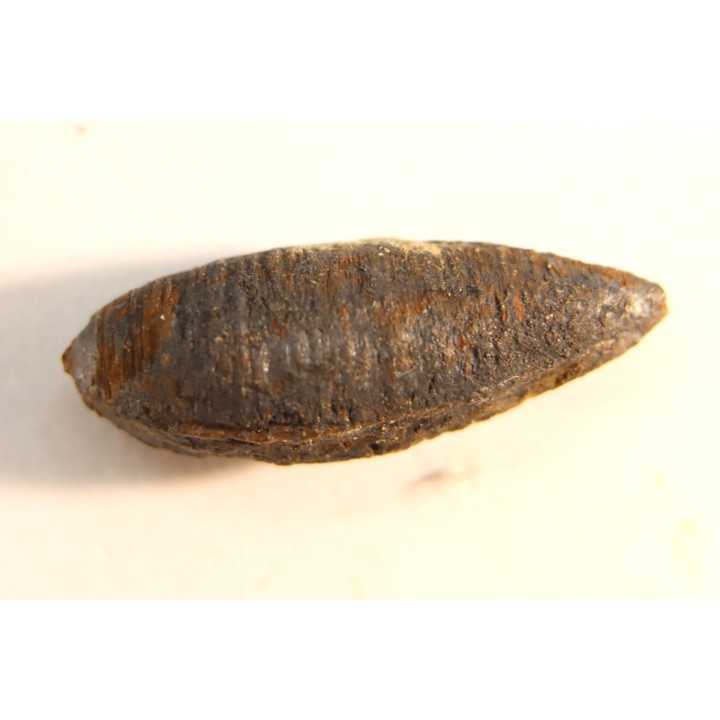 fly insect larva casing - hell creek fmt - Upper cretaceous - Dawson county, Montana - USA